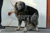 03.01.2014 SZADEK SUKA 55678
